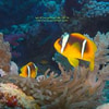 Tiger Nemo