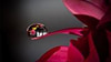 Zain Alamer