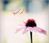 SARY MM