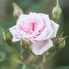 Fatema Hmaid