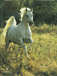 الحصان العربي الاصيل